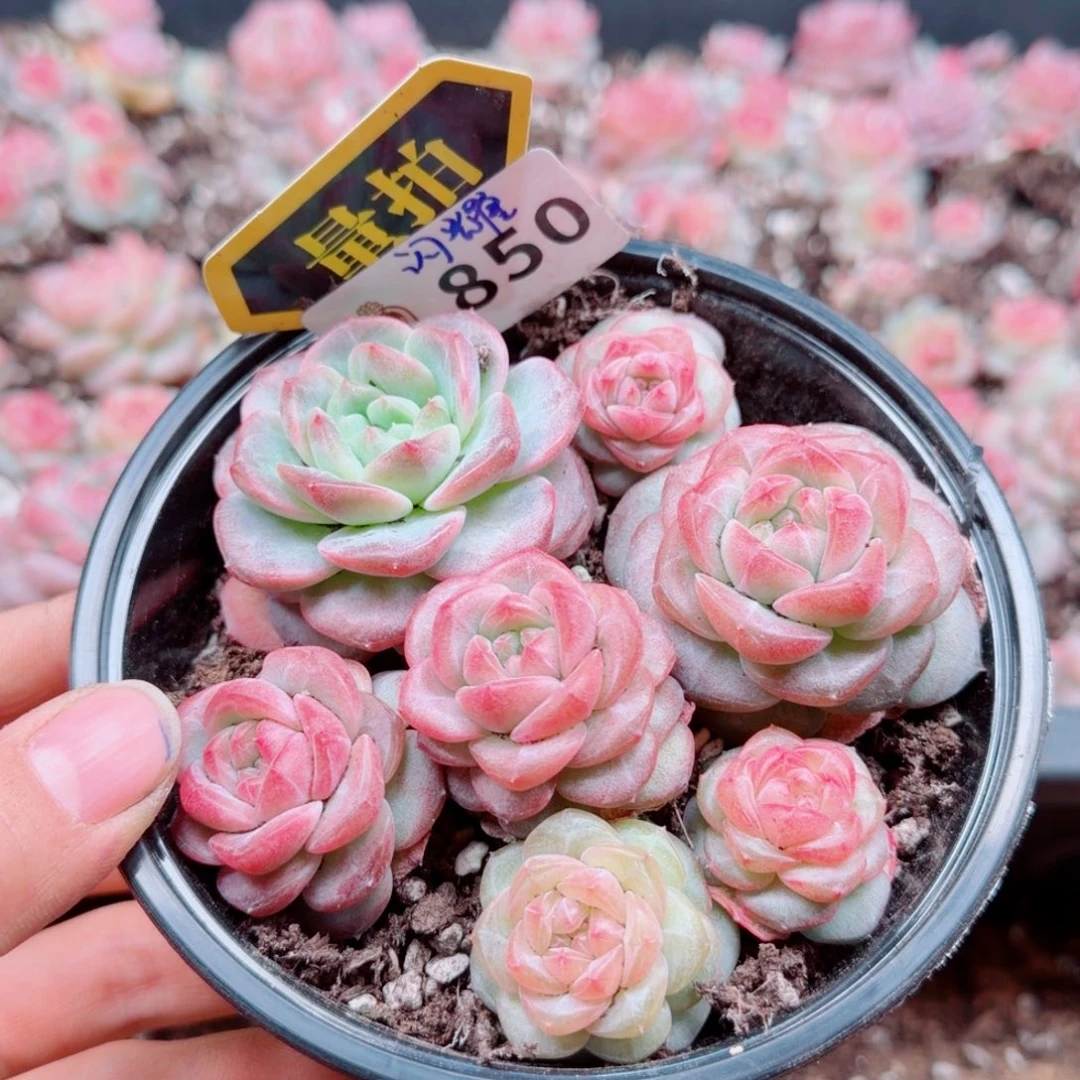 多肉植物多肉植物