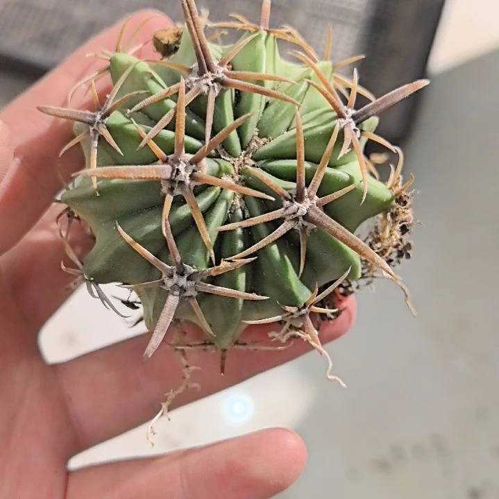 一物一拍，王凌波实生仙人球