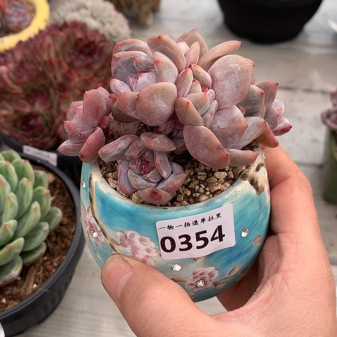 654石榴籽星影多肉一颗10厘米