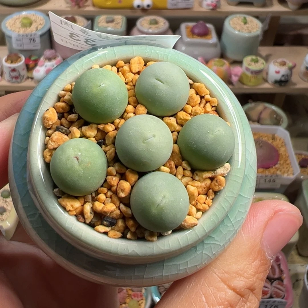 多肉植物195号鸽子蛋