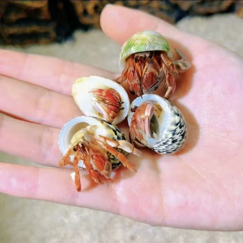 寄居蟹10只彩豆小可爱