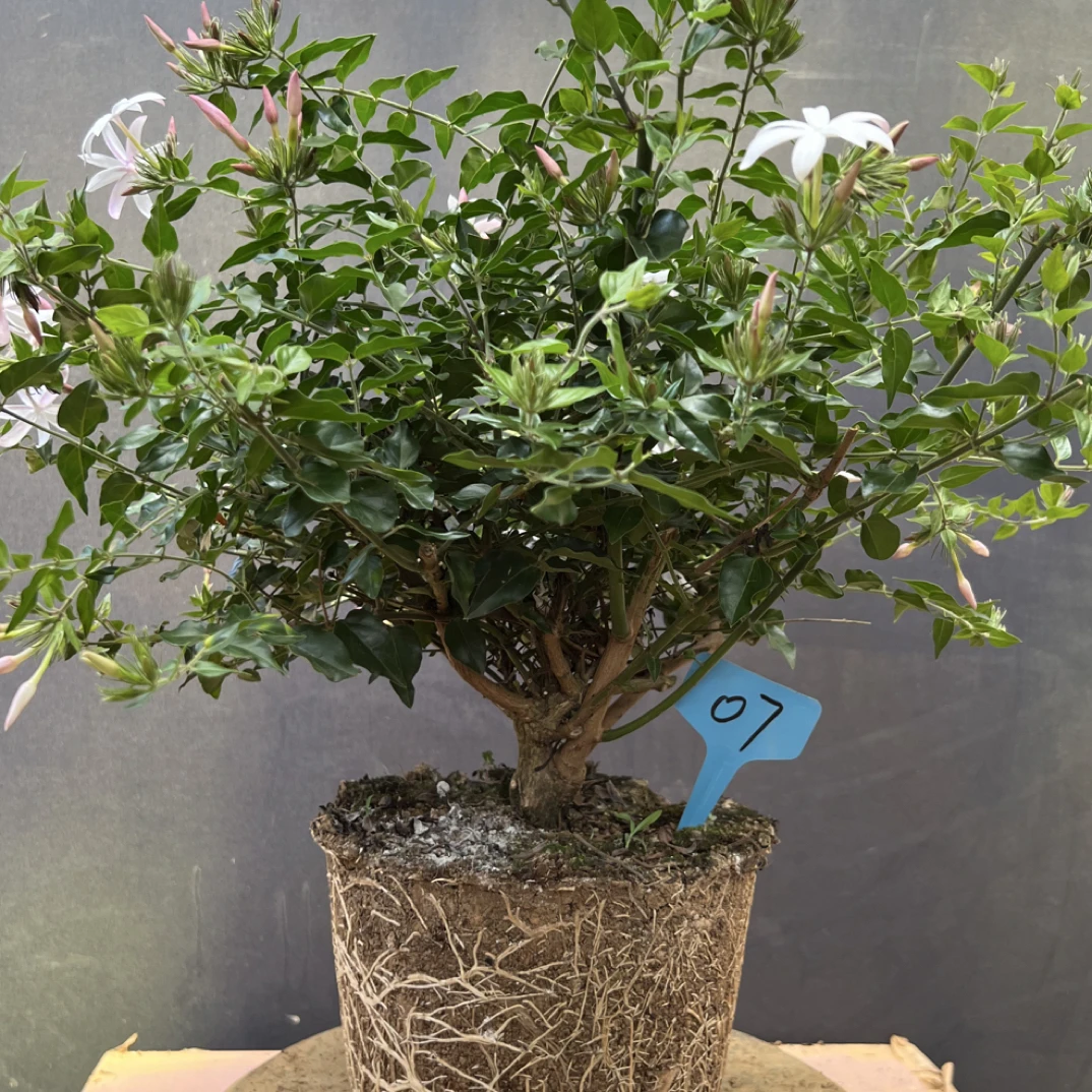 无品牌粉苞茉莉10月~来年3月花期单瓣花开淡香冬季开花植物