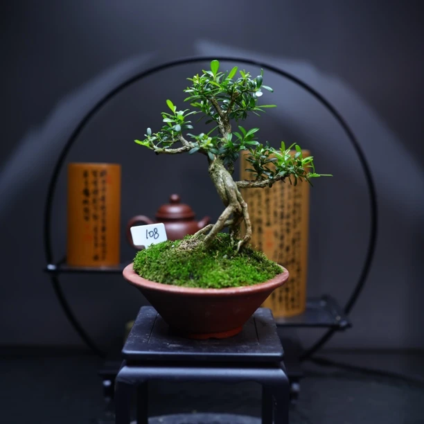 编号108贵米黄杨怪桩大树型贵州米叶黄杨茶台小品中式绿植包邮