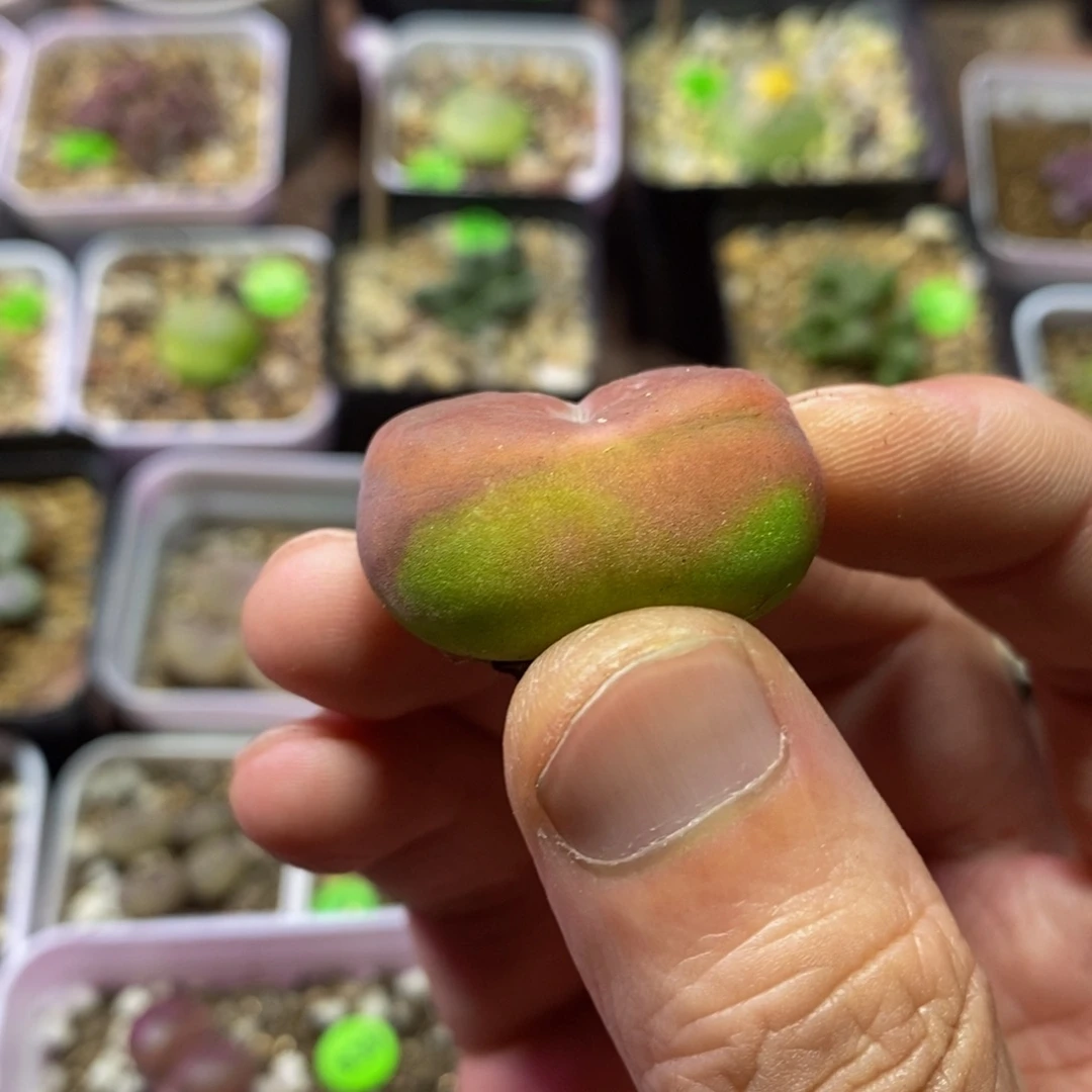 2.7+漂亮多肉植物241