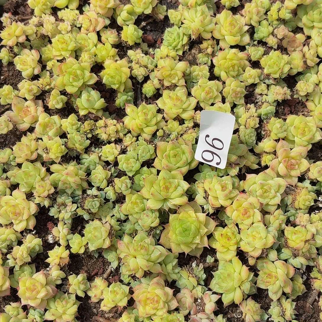 霂****4多肉植物多肉植物96