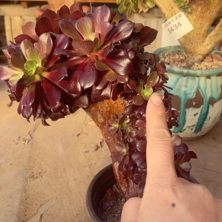 5459，欧紫缀朵朵瑕疵