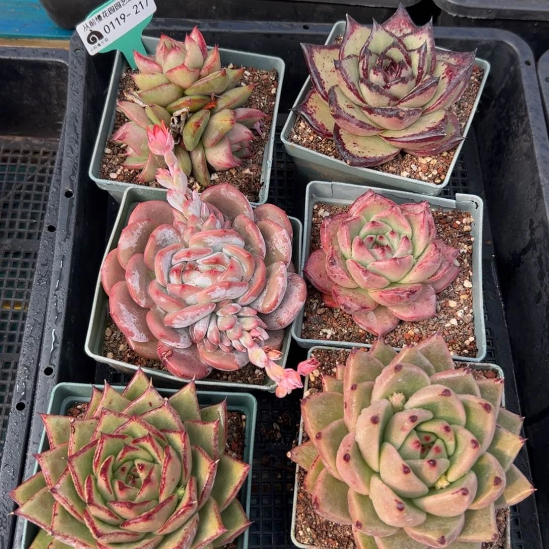 多肉精选编号0119.217