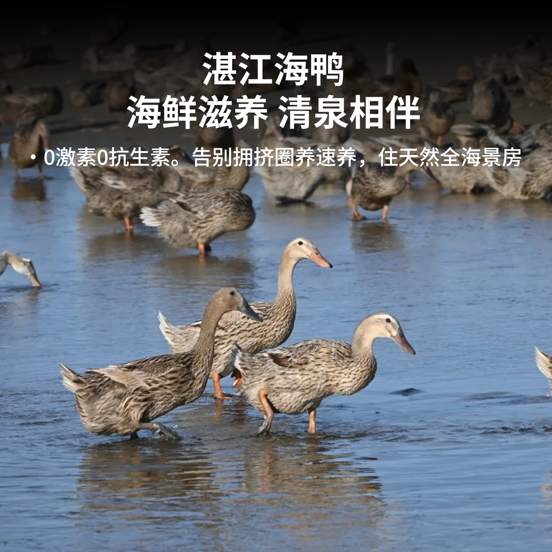 海边红树林散养海鸭老鸭新鲜现杀农家散养鸭子