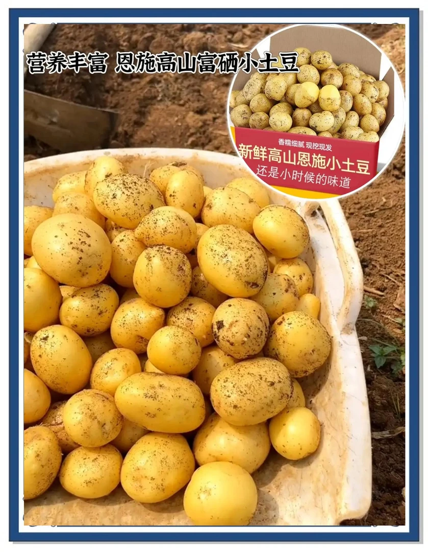 湖北恩施高山富硒小土豆农家自种新鲜黄心小土豆粉糯营养美味蔬菜