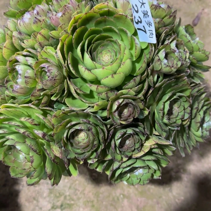 L***?万拉丝捧花237肉肉