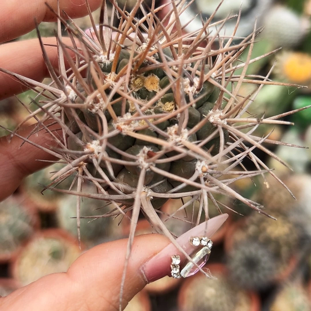 摩天龙有根仙人球66666