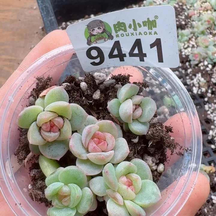 多肉植物多肉植物