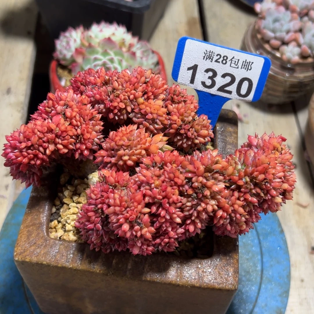 1320拿铁缀，冠服16