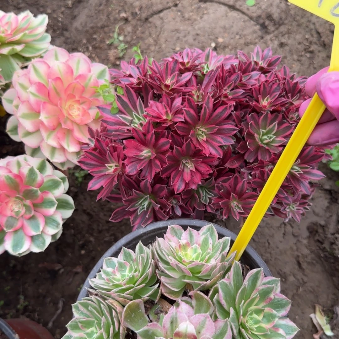 4257-+-多头多肉植组合