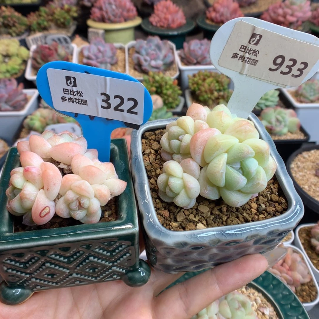 招****?322-933两个冰玉多肉植物