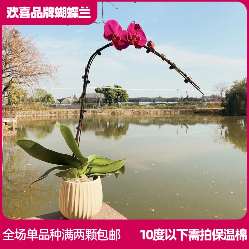 【大辣椒保8朵花】精品蝴蝶兰3.5寸超大杯室内绿植