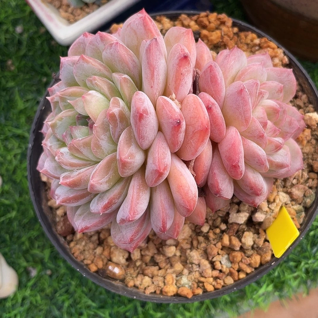 冰魄群生多肉植物一物一拍