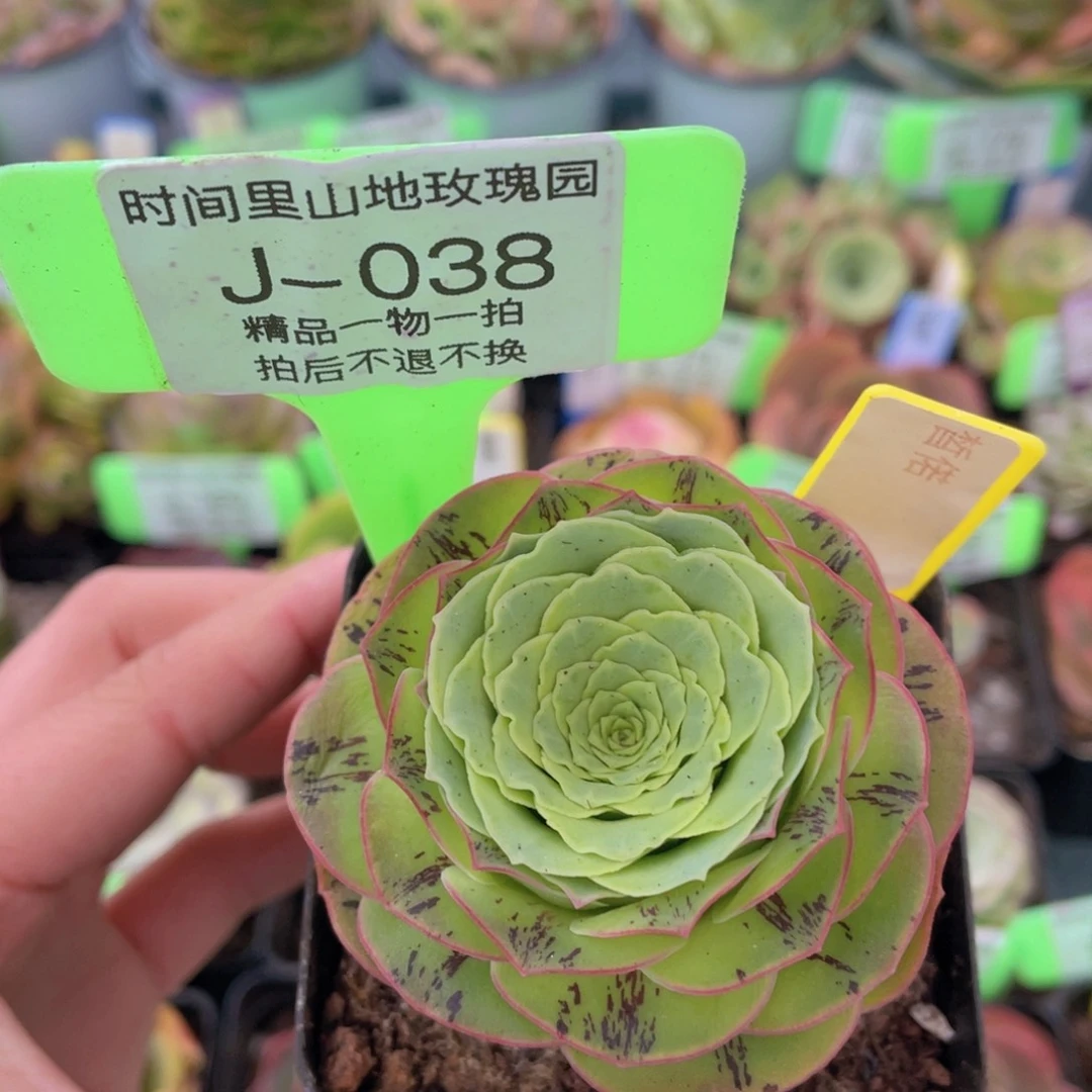 皙偌玫瑰一物一拍J038