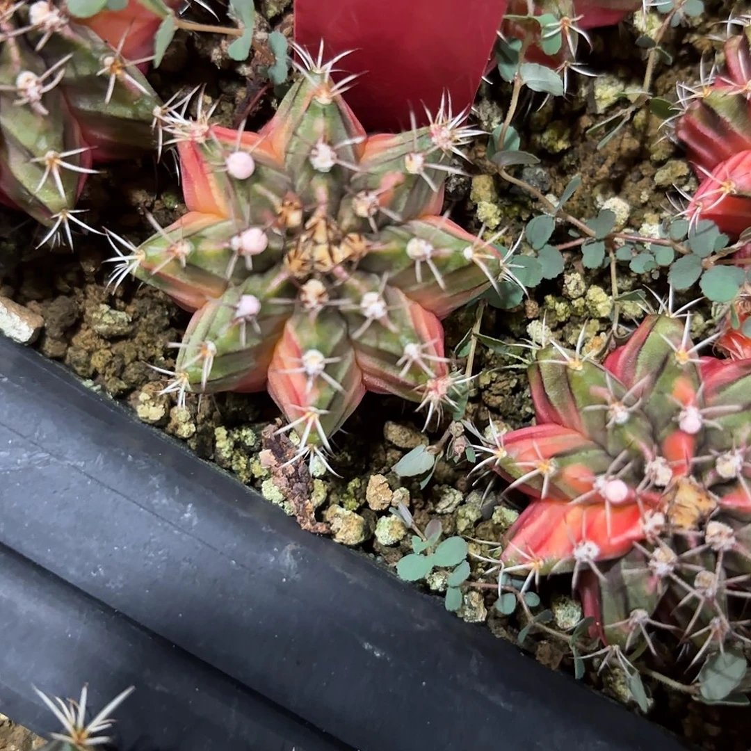 236-1117泰国发货多肉