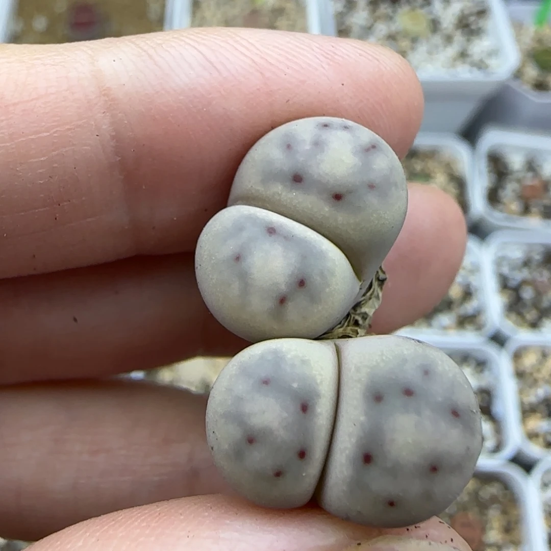 52神笛国庆清框福利30包邮