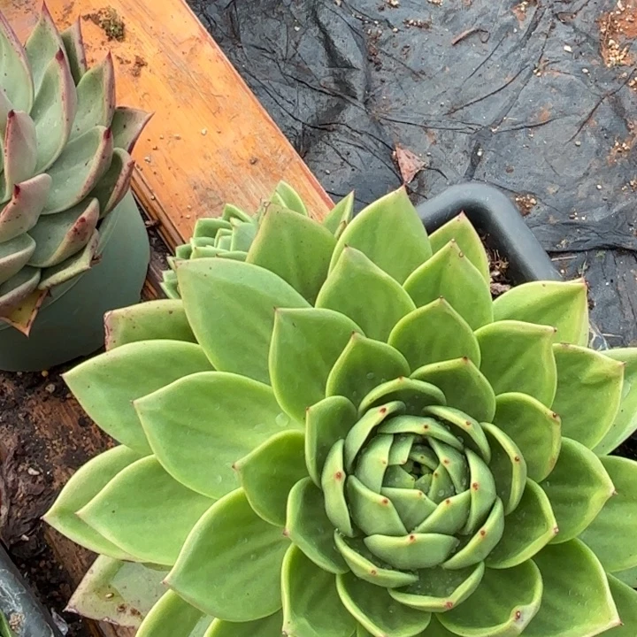 翠花。 65。        多肉