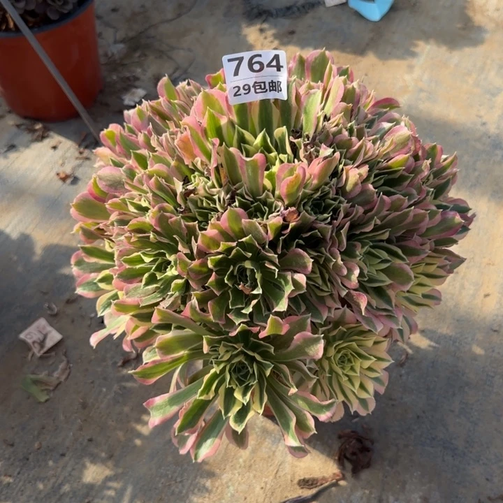 雨花石……多肉植物……