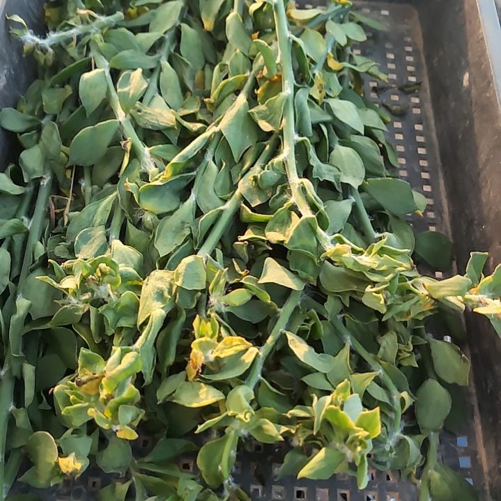 福***福仙人科毛青叶枝条2根