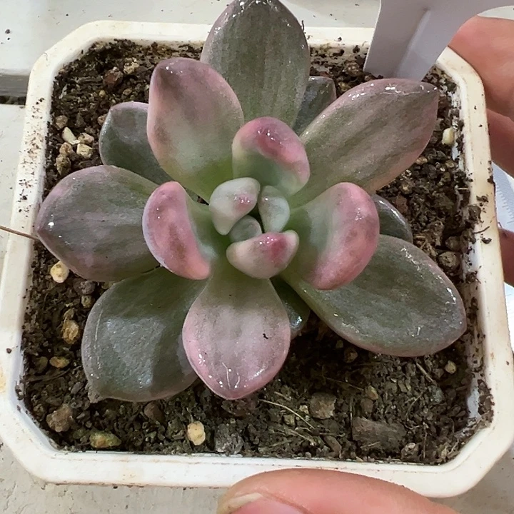 1190号香水拉丝锦多肉