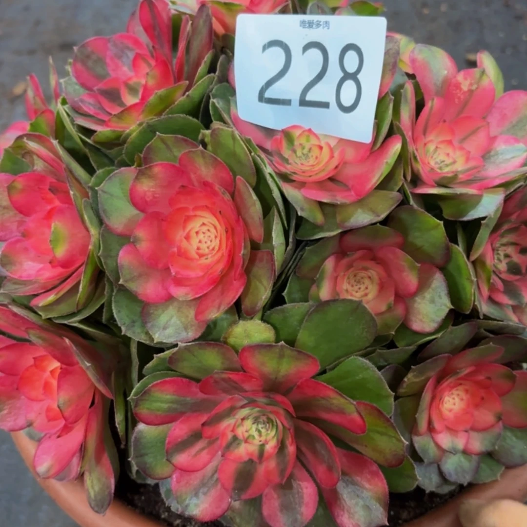 哈哈多肉葡萄福利228