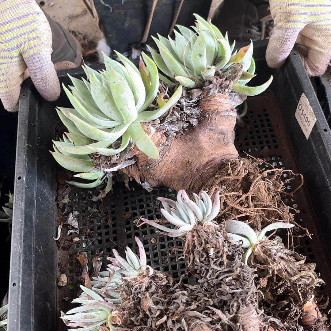 6225狂拍瑕疵多肉