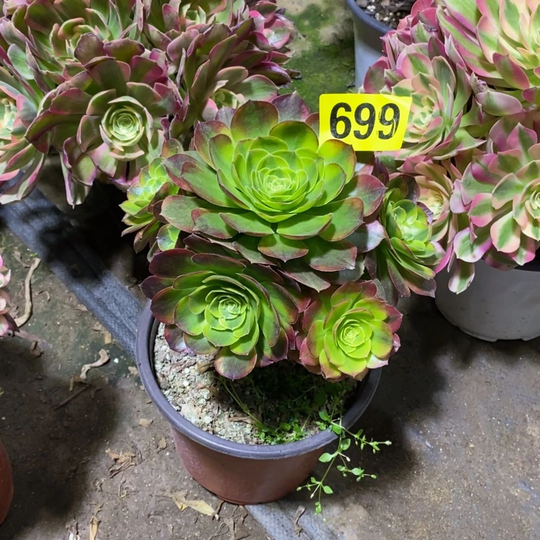 奶白多肉法师699