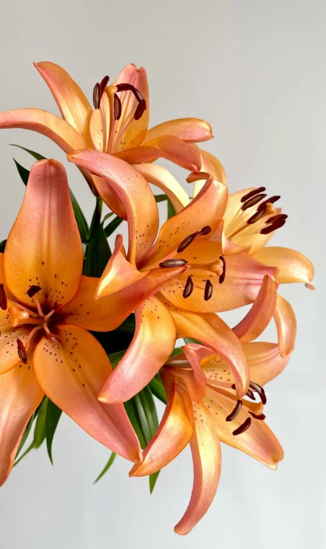 新品皇家红尘亚百合多头2支    云南基地鲜花 家养 水养