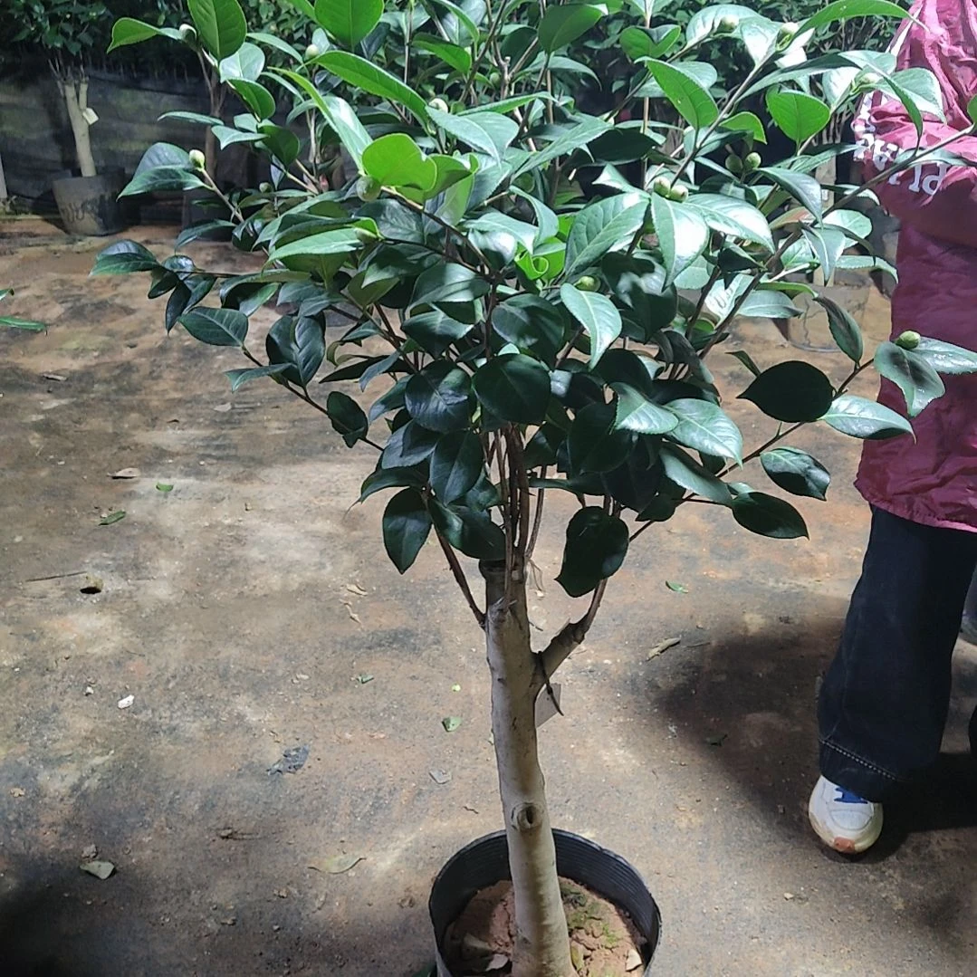 全部花苞吧西公主不包邮