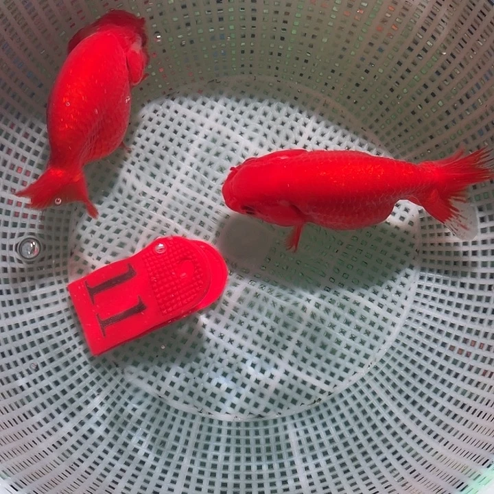 海水鱼11号尺寸8-10区间