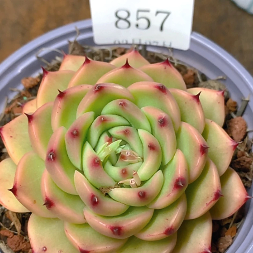 【闪购商品】云857号来记录太可怜了