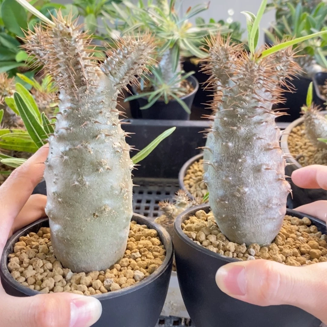 P***n象牙宫 实生 无双