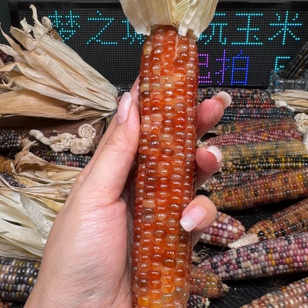 柏香籽/百香籽吊坠染*