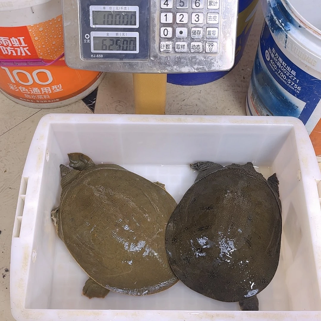 中国大陆野生甲鱼包邮包活