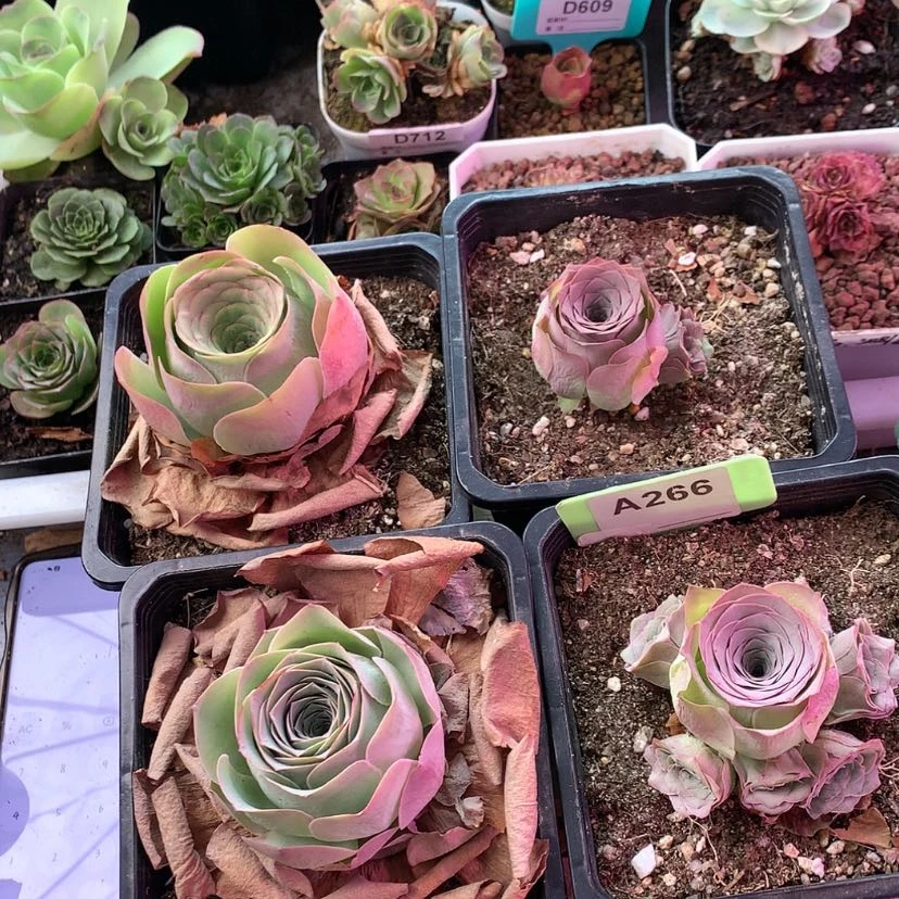 【闪购商品】ｘ****寶四颗266