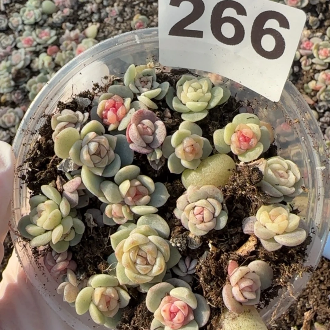 266 号王者系列珍妮一盒