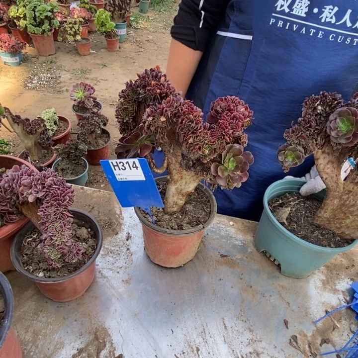 小***阳314欧紫欧紫欧紫欧紫