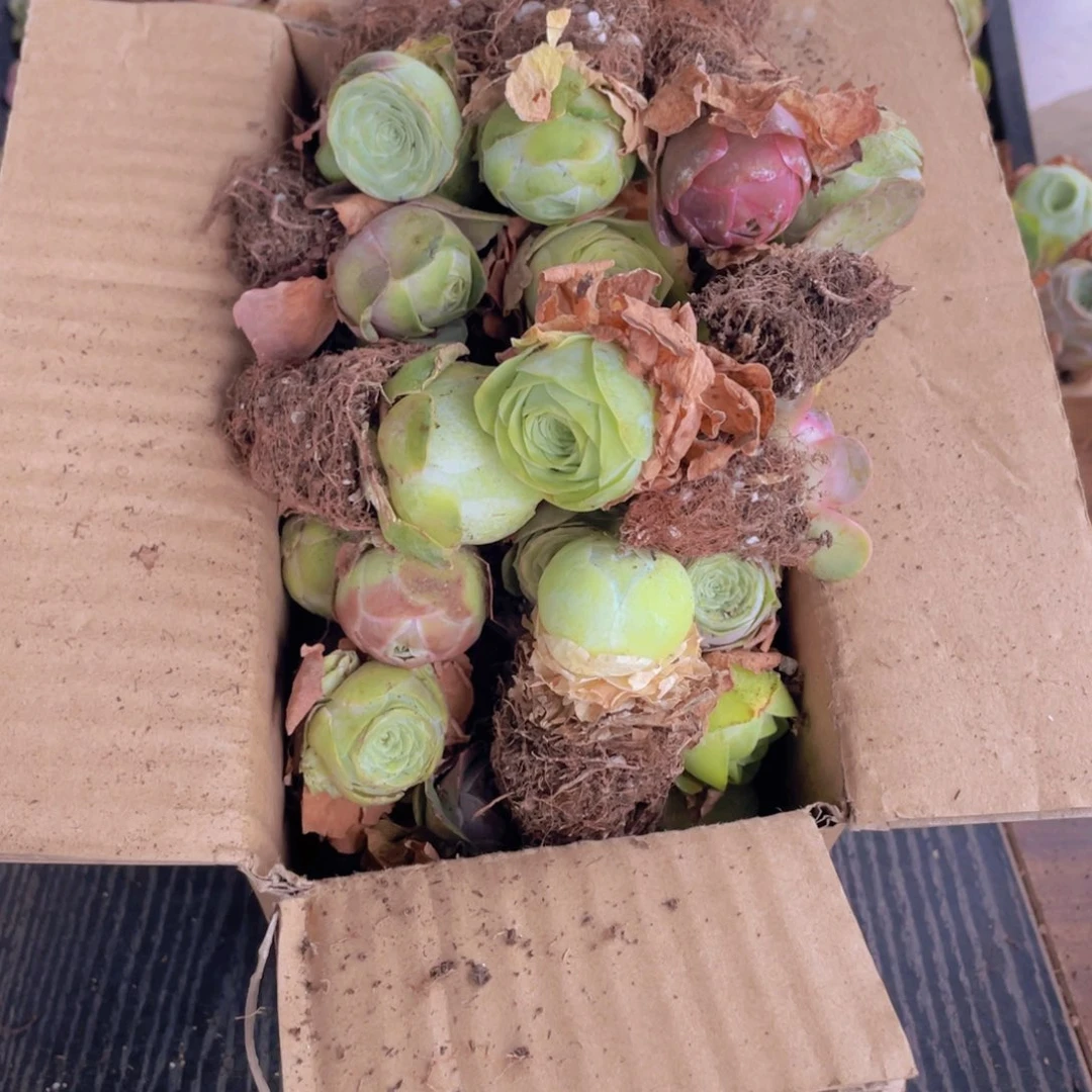 保底三十二颗量拍888888