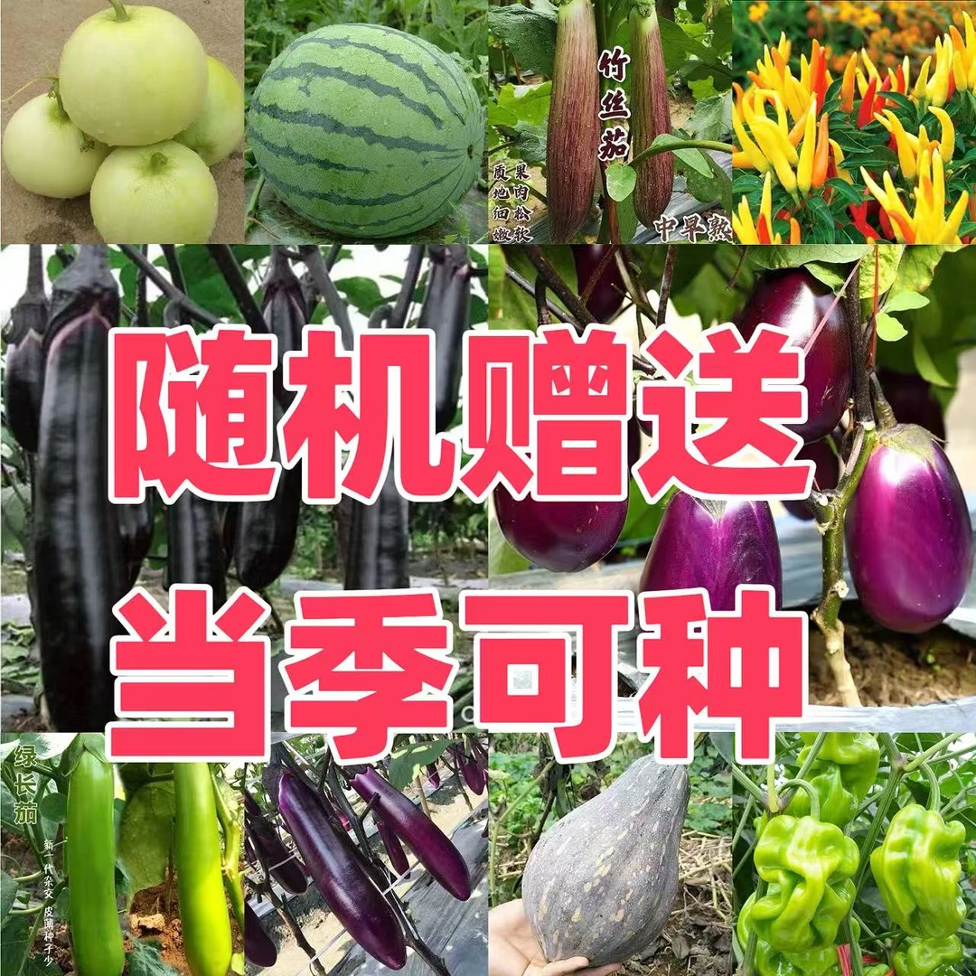 随机赠送可应季节菜种子