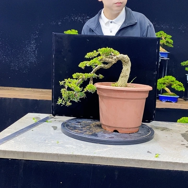 無***限无花朵黄杨盆景四季常青