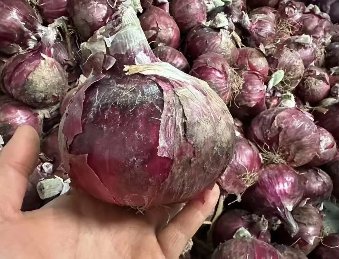 山东新鲜现挖紫皮水果洋葱水分足辛辣度生吃低