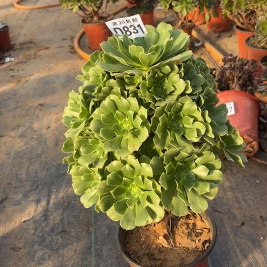 831绿羊绒不包断枝