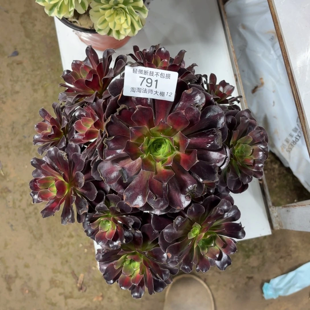 791花纳多肉植物法师