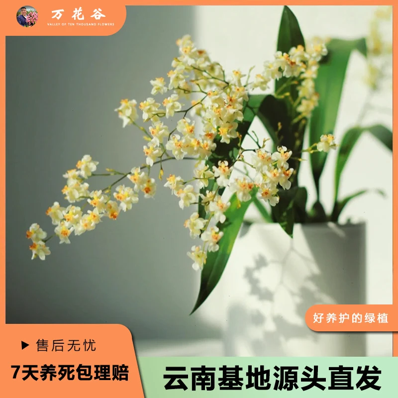 【罗曼香】（胖哥专属）梦香兰盆栽兰花客厅阳台花期长易爆花新手好养