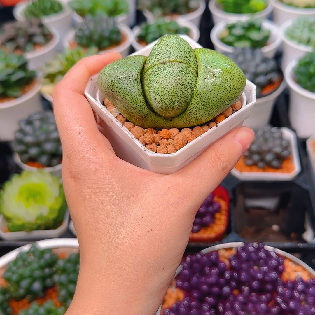 绿元宝多肉，原盆