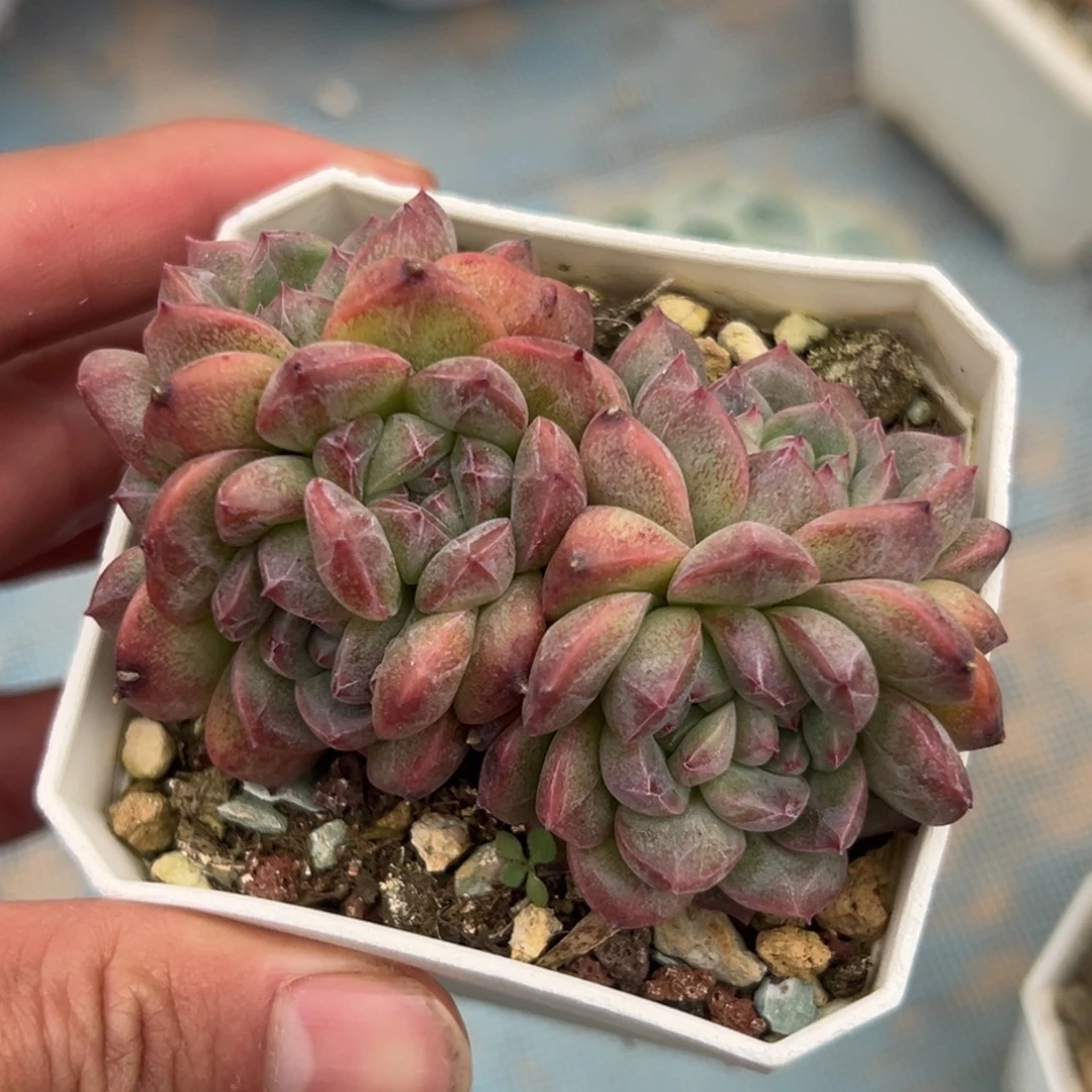 多肉植物一物一拍（49号）